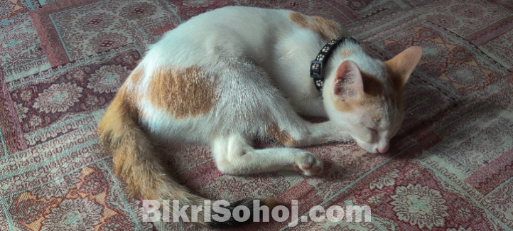 Mix breed kitten 6 month 2 tai female